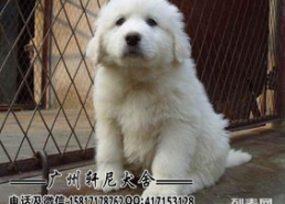 大白熊犬价格,价格揭秘，品质生活新伙伴