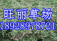 草没有草打一字,一语双关的汉字魅力探索”